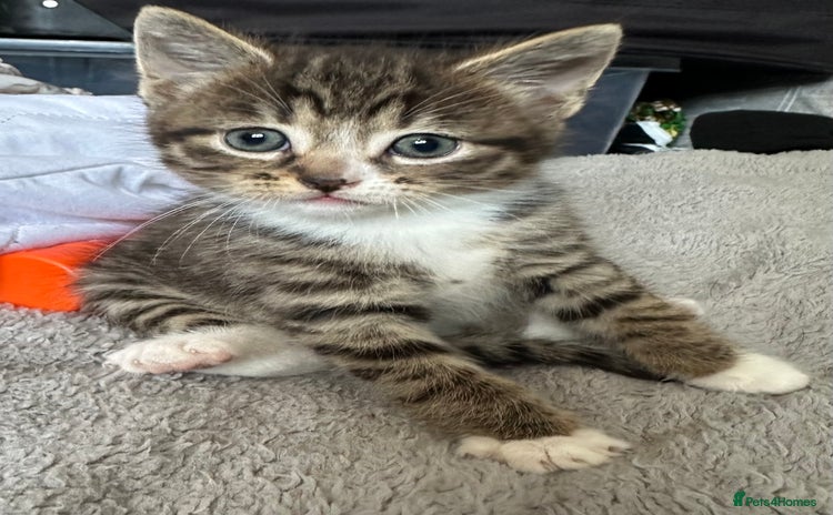 Domestic Shorthair cats - Advert 8