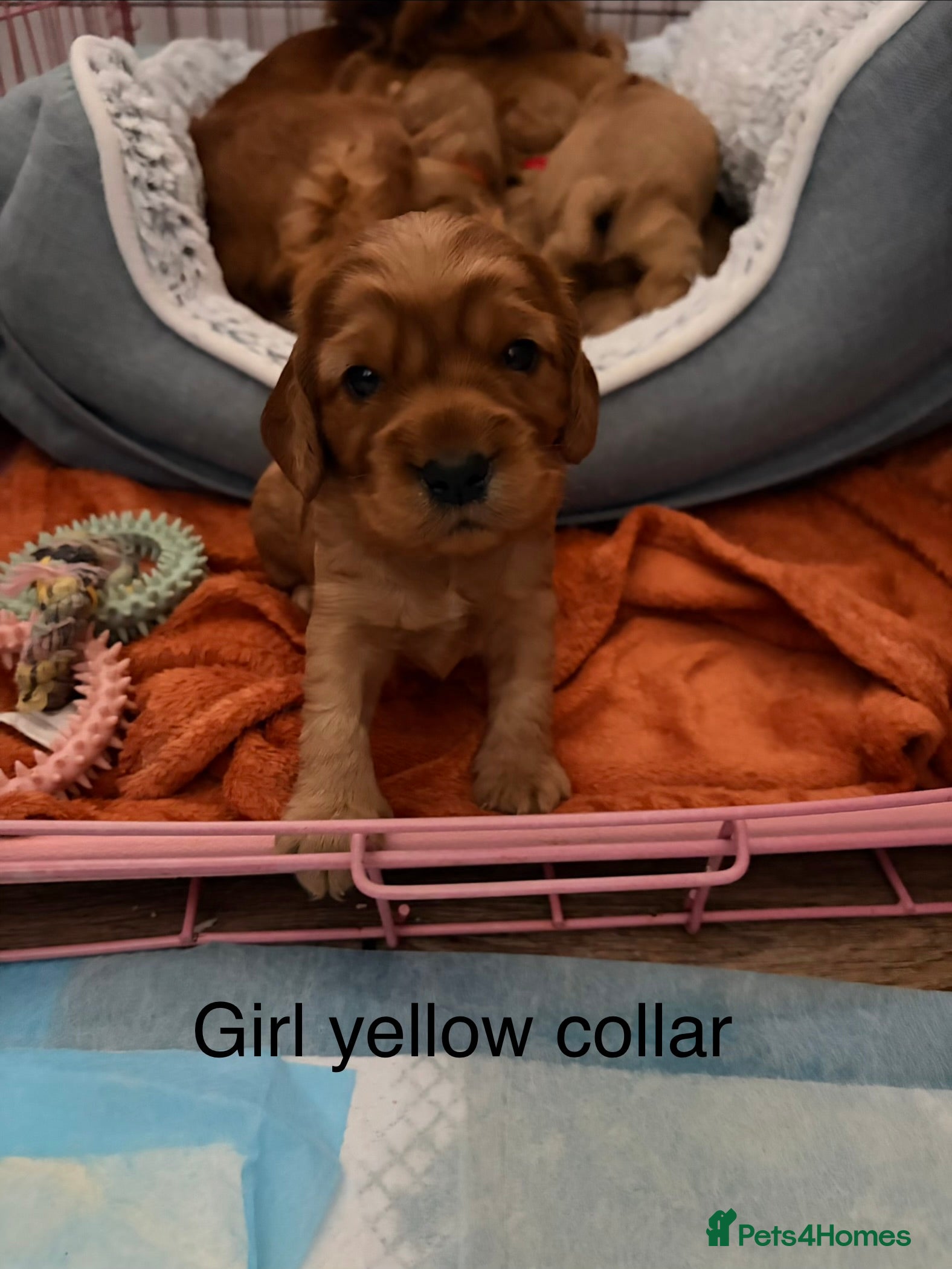 Cocker Spaniel dogs 4 show cocker spaniel puppies left - Advert 2