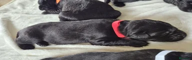 Labrador Retriever 5