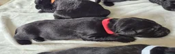 Labrador Retriever dogs for sale: Pedigree Labrador Puppies ready 10th September  - Advert 20