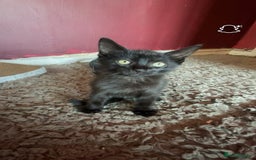 Mixed Breed cats for sale: kittens[DO NOT MESSAGE IF NOT INTERESTED] - Image 7