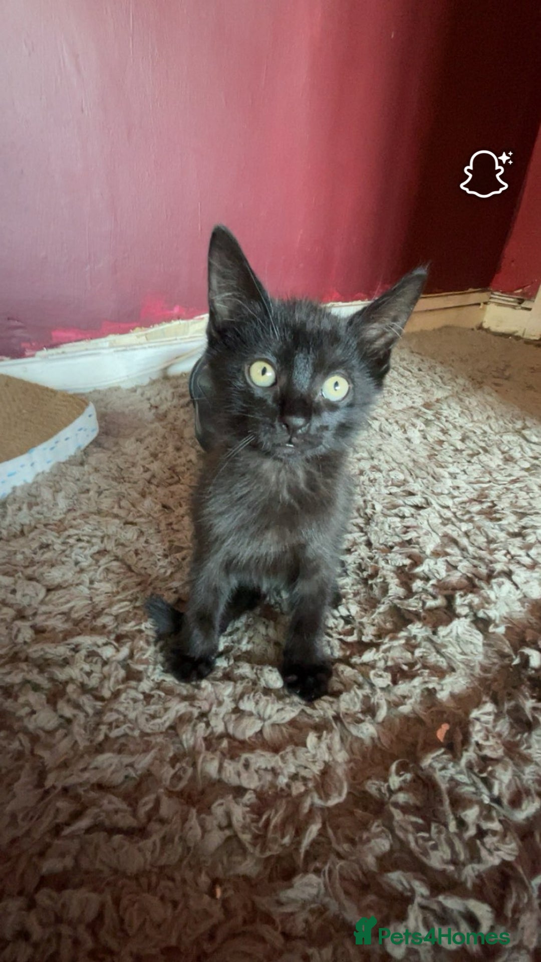 Mixed Breed cats for sale: kittens[DO NOT MESSAGE IF NOT INTERESTED] - Image 7