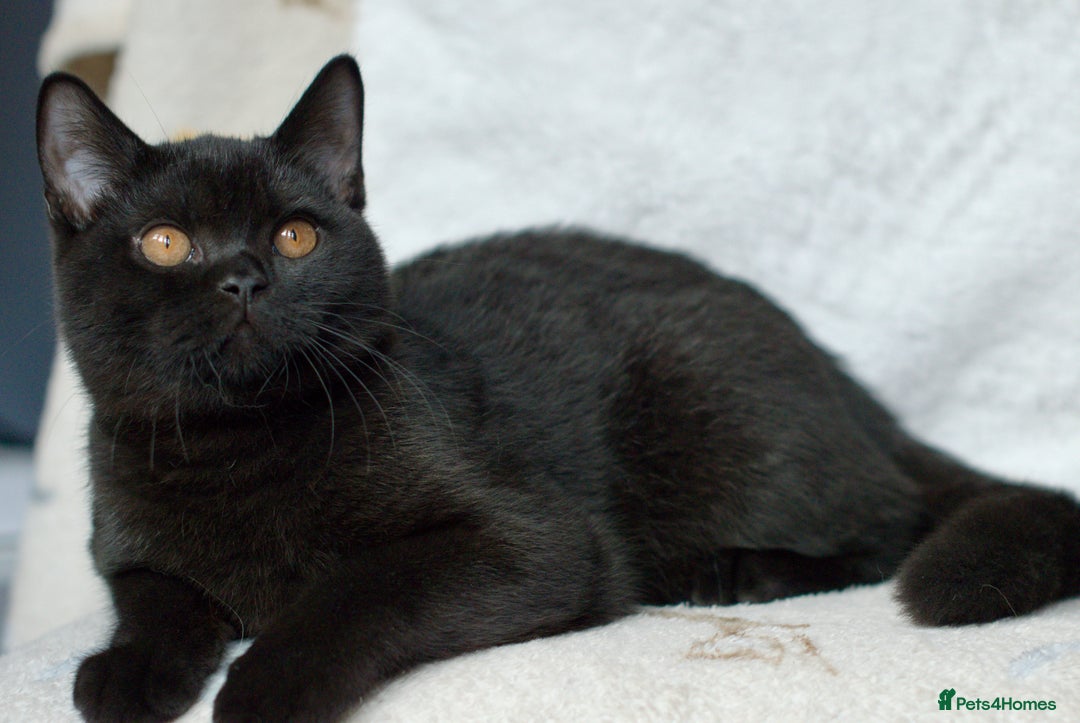 British Shorthair cats for sale: British shorthair kittens 😻😻😻 in High Wycombe - Image 4