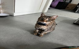 Mixed Breed cats for sale: Approx 5/6 year old Tabby & Half Bengal Cross Cats - Image 5