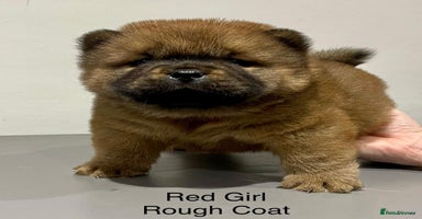 Chow Chow dogs - Advert 11