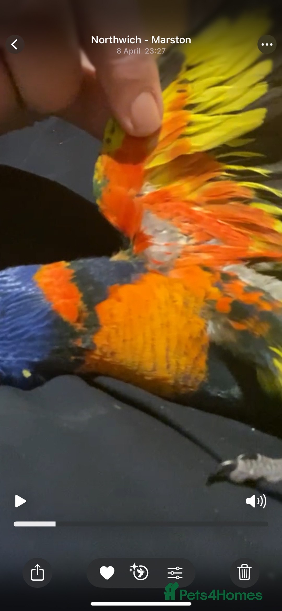 Lories birds for sale: Red collared lorikeet hand raised and silly tame  - Image 4
