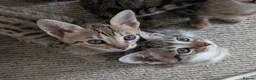 Savannah cats for sale: Stunning, affectionate, TICA f5sbt Savannahs - Advert 18