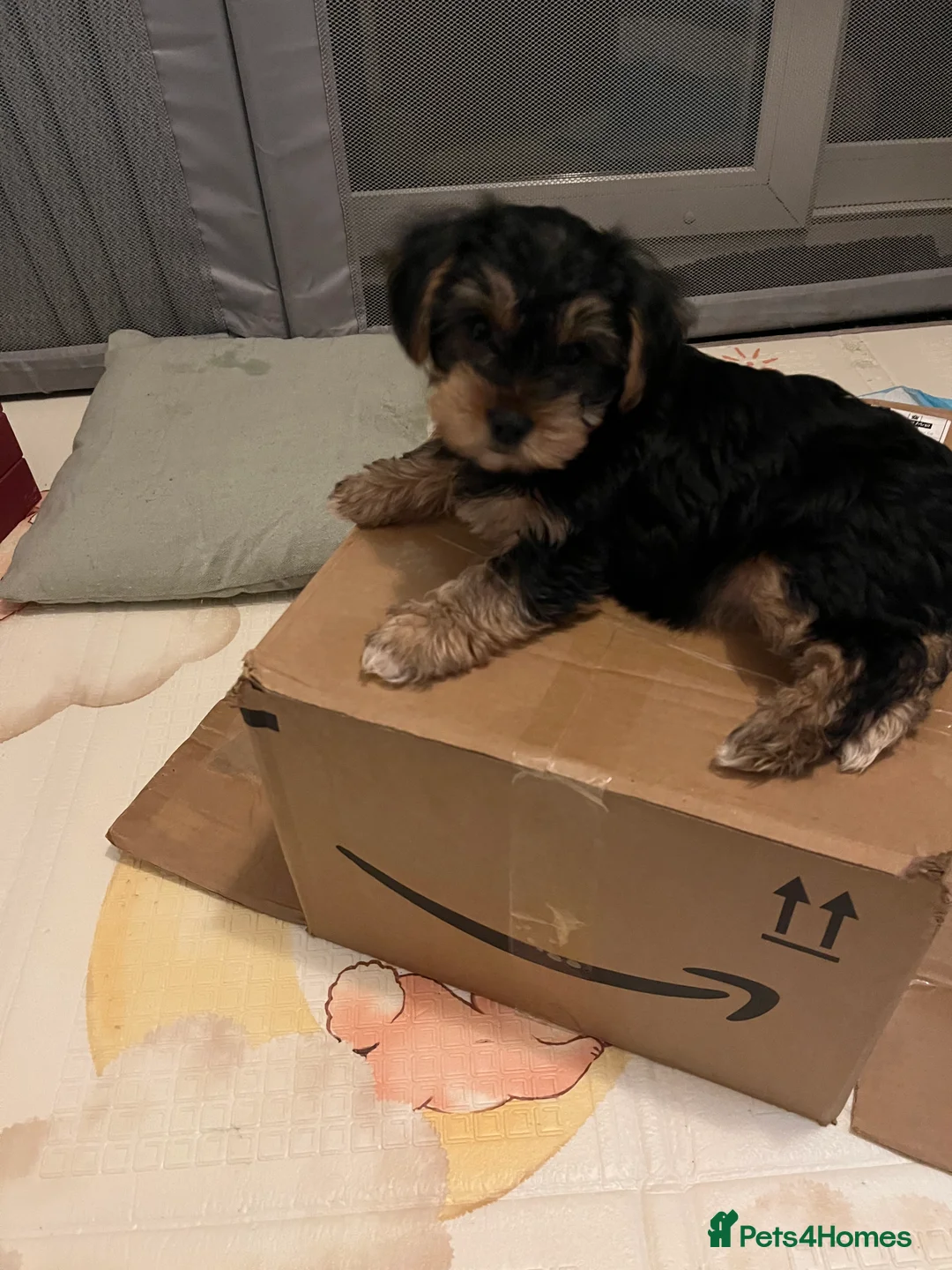 Yorkshire Terrier dogs for sale: READY NOW..PEDIGREE YORKSHIRE TERRIER FOR SALE - Advert 32