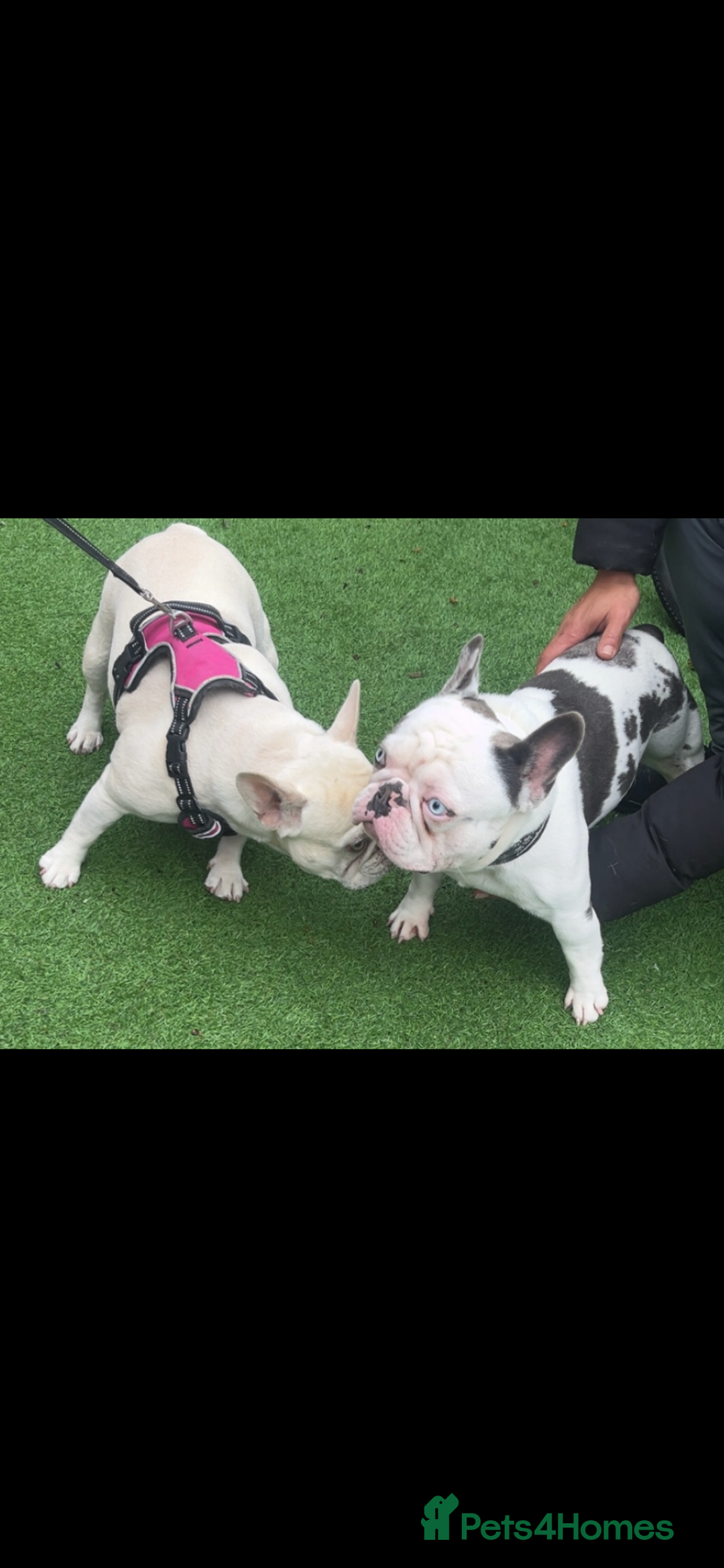 French Bulldog dogs for sale: 4 Panel Health Tested Parents  - Advert 8