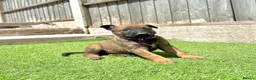Belgian Shepherd Dog dogs for sale: KC Belgian Malinois Puppys for sale - Advert 27