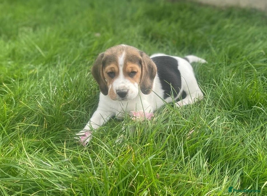 Beagle dogs for sale: ⭐️Ready Now Beautiful Beagle Puppies⭐️ - Advert 1