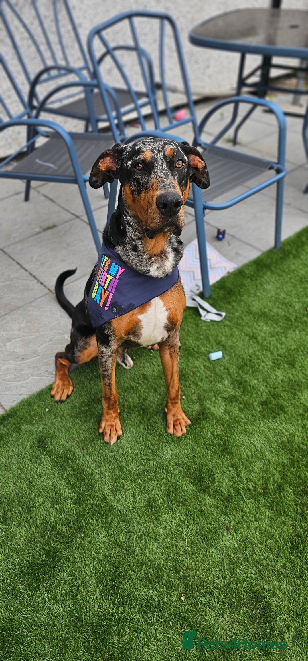 Mixed Breed dogs for sale: Beautiful male doberman  - Advert 2