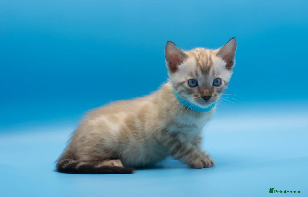 Bengal cats for sale: Snow Lynx Bengal Kittens–Available for Reservation - Advert 28