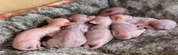 Sphynx cats for sale: STUNNING SPHYNX ELF/CANADIAN KITTENS - Advert 4