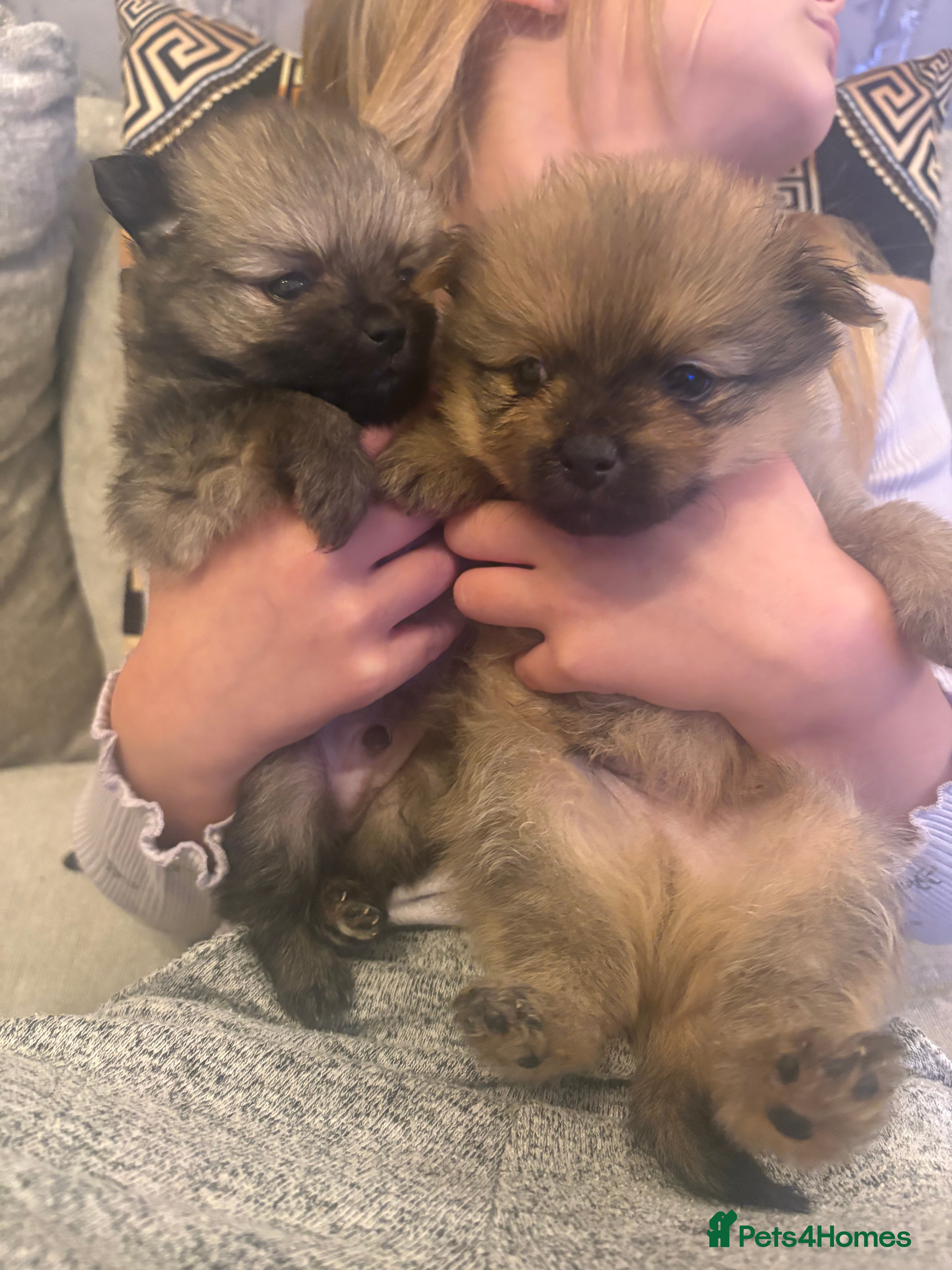 Pomeranian dogs Beautiful tiny Pomeranian puppies  - Advert 1