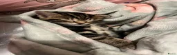 Domestic Shorthair cats for sale: Sweet and playful girls  - Advert 6