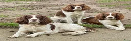English Springer Spaniel dogs for stud: Duke of Summerisland ( Rytex stock ) - Advert 2