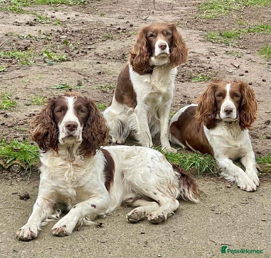 English Springer Spaniel dogs for stud: Duke of Summerisland ( Rytex stock ) - Advert 2