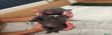 Mixed Breed 2