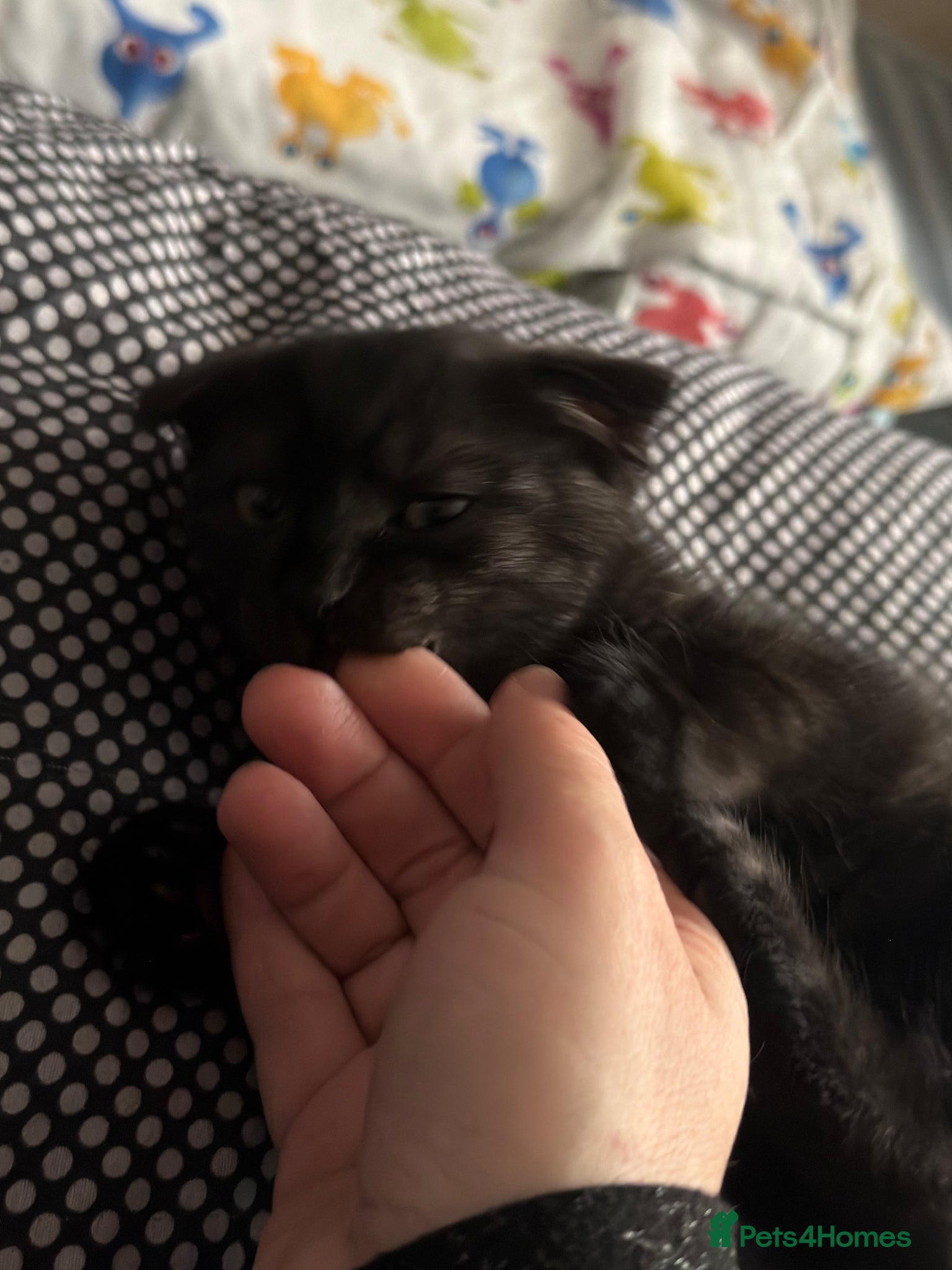 Mixed Breed cats for sale: LAST British ShotHair&ScottishFold Male Kitten - Advert 5