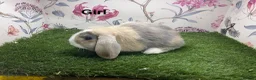 Mini Lop rabbits for sale: Mini lop male and female rabbits  - Advert 3