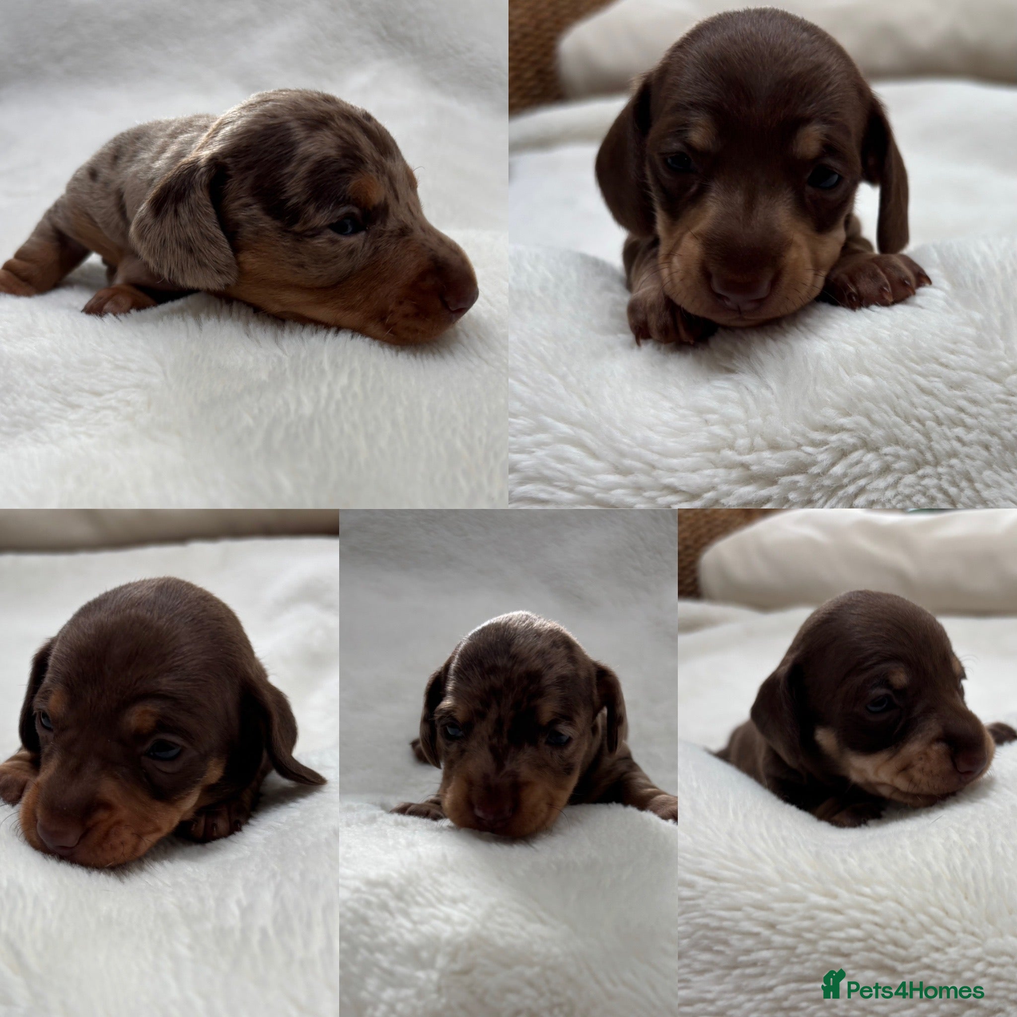 Miniature Dachshund dogs Smooth miniature dachshund puppies KC  - Advert 7