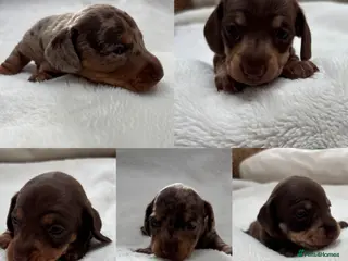 Miniature Dachshund dogs Smooth miniature dachshund puppies KC - Advert 7