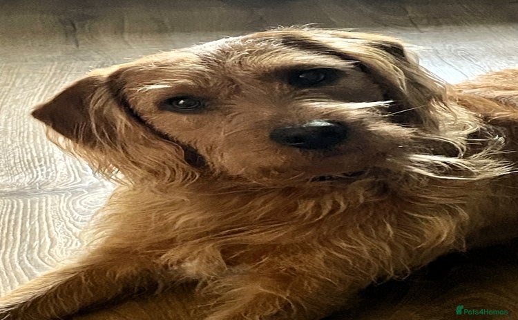 Labradoodle dogs Beautiful Ezra - Advert 12