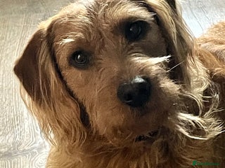 Labradoodle dogs Beautiful Ezra - Advert 1