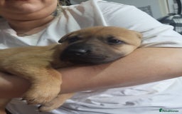 Mixed Breed dogs for sale: Belgian Malinois X Shar-pei puppies  - Image 33