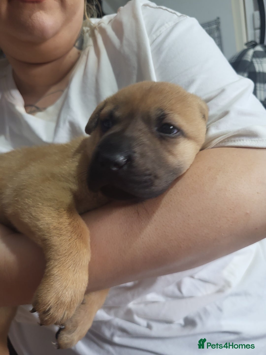Mixed Breed dogs for sale: Belgian Malinois X Shar-pei puppies  - Image 33