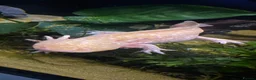 Axolotl reptiles for sale: Axolotls Golden & Wild Type King’s Lynn in King's Lynn - Advert 3
