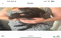 Mixed Breed dogs for sale: Reduced  last boy ! Miniature schnauzer/schnoodle  in Hull - Image 20