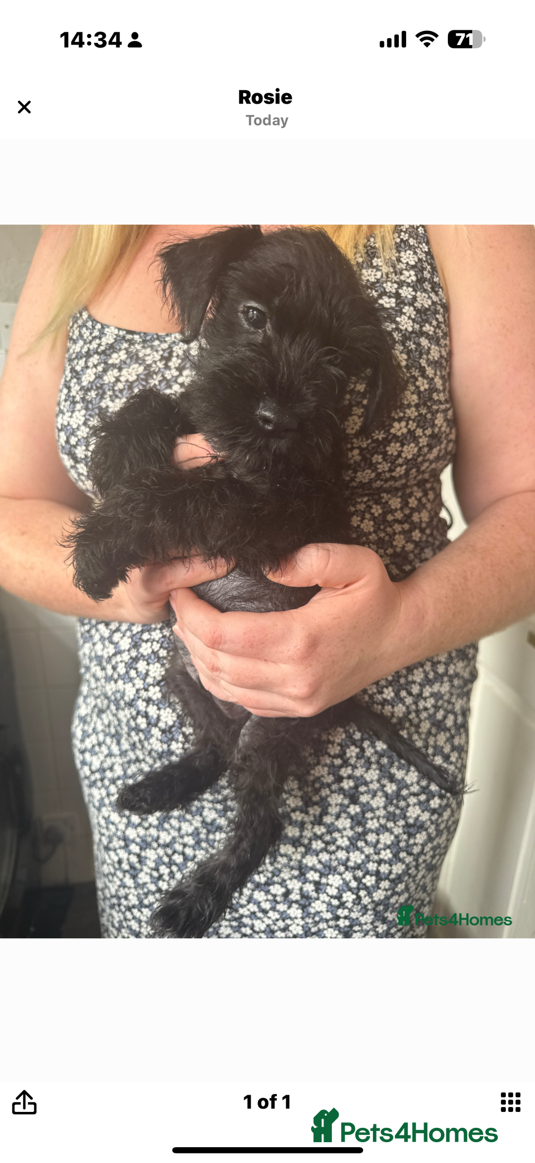 Mixed Breed dogs for sale: Reduced  last boy ! Miniature schnauzer/schnoodle  in Hull - Image 20