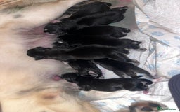 Mixed Breed dogs for sale: Beautiful goberians - Image 12