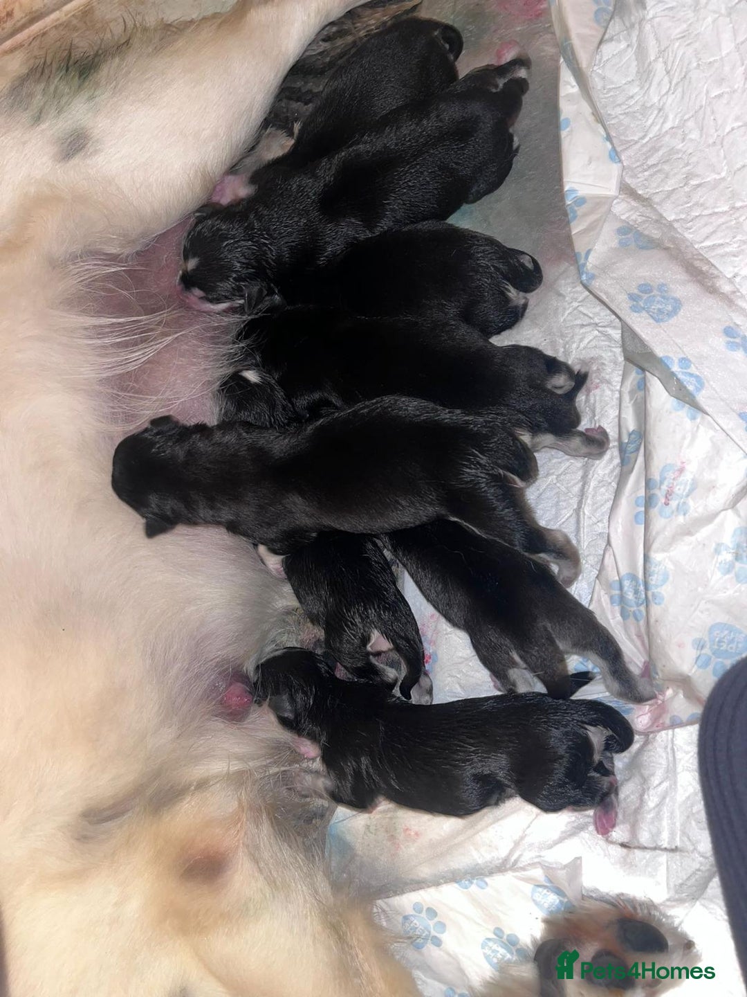 Mixed Breed dogs for sale: Beautiful goberians - Image 12