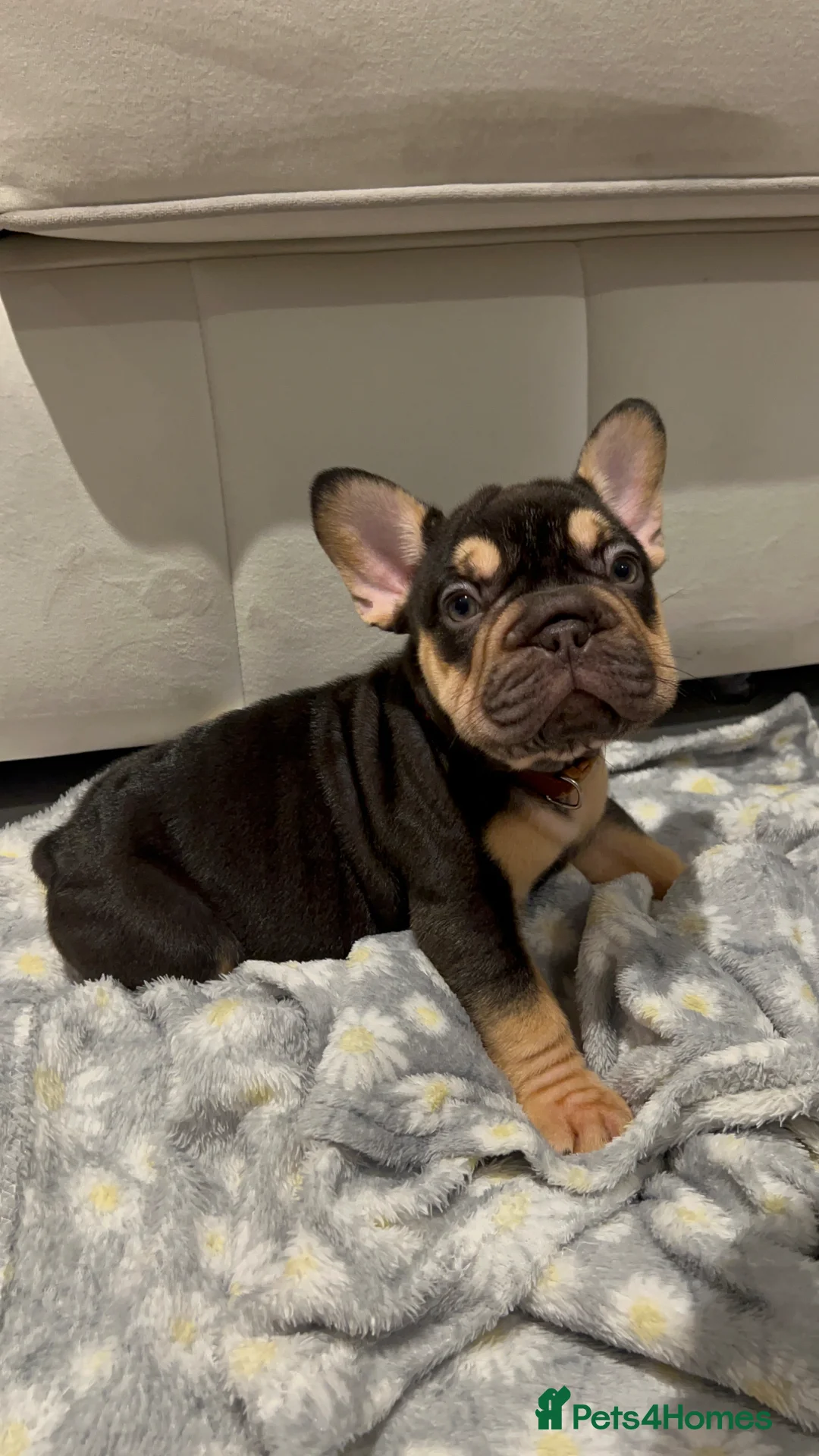 French Bulldog dogs for sale: 3 puppies left 🐾 - Advert 1