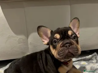 French Bulldog dogs 3 puppies left 🐾 - Advert 1
