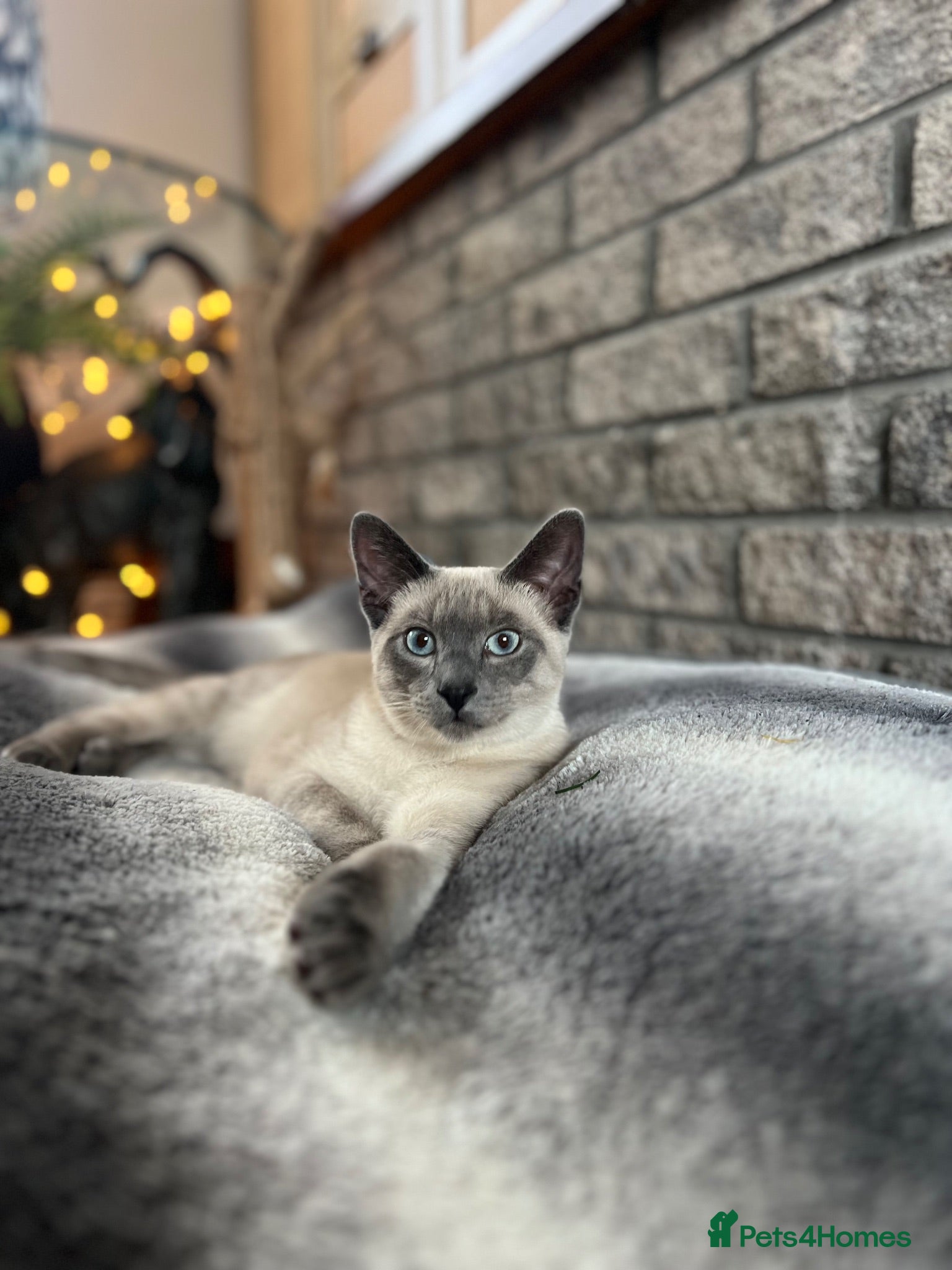 Siamese cats 🐾 Siamese kittens for sale 🐾 - Advert 17