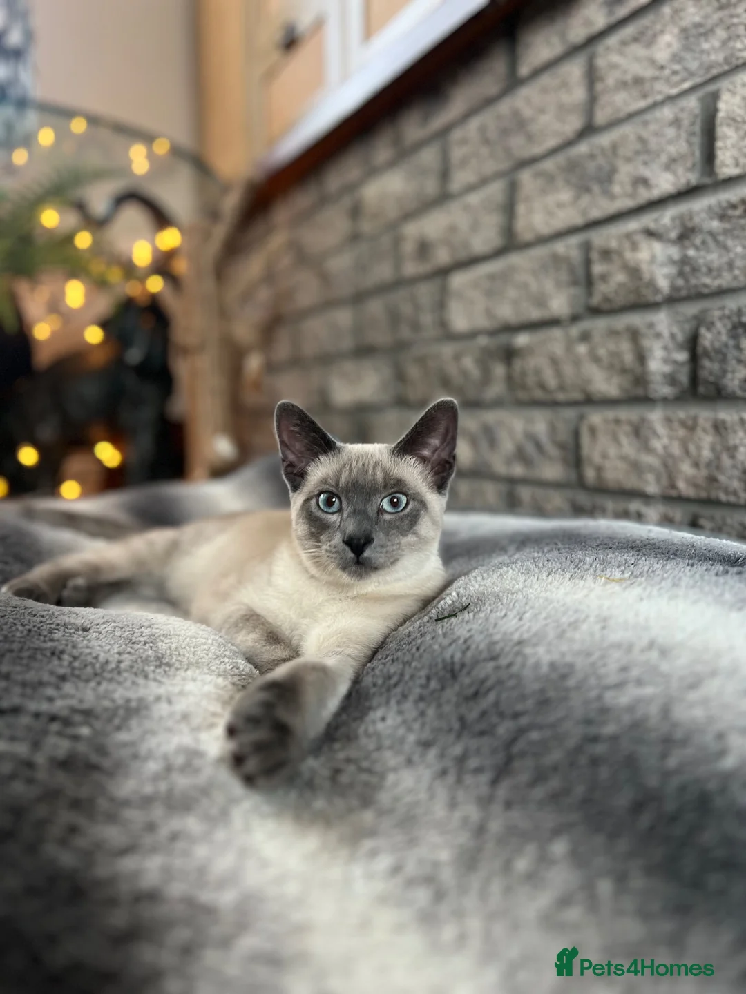 Siamese cats for sale: 🐾 Siamese kittens for sale 🐾 in Radstock - Advert 1