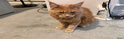 Maine Coon cats for sale: Loving home - Advert 3