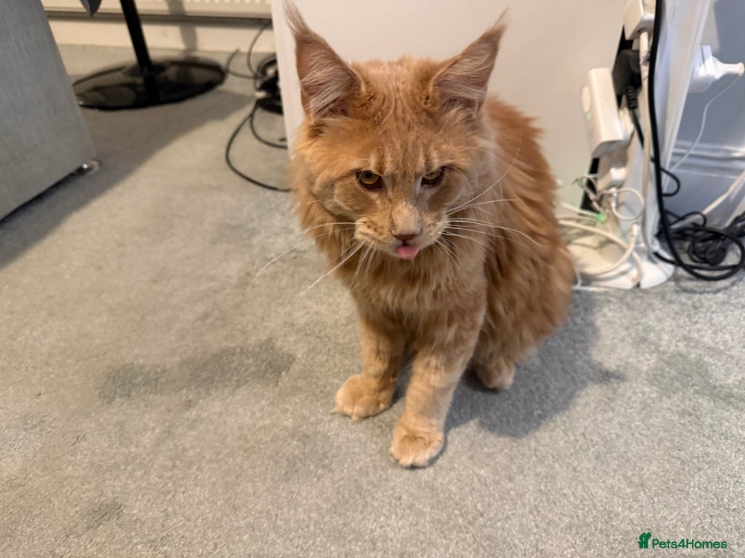 Maine Coon cats for sale: Loving home - Advert 3