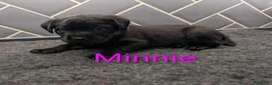 Labrador Retriever 5