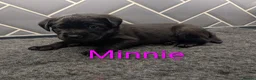 Labrador Retriever dogs for sale: 🐾 Labrador Pups 🐾 - Advert 5