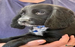 Sprocker dogs for sale: Beautiful Sprocker puppies HEALTH TESTED PARENTS - Image 34