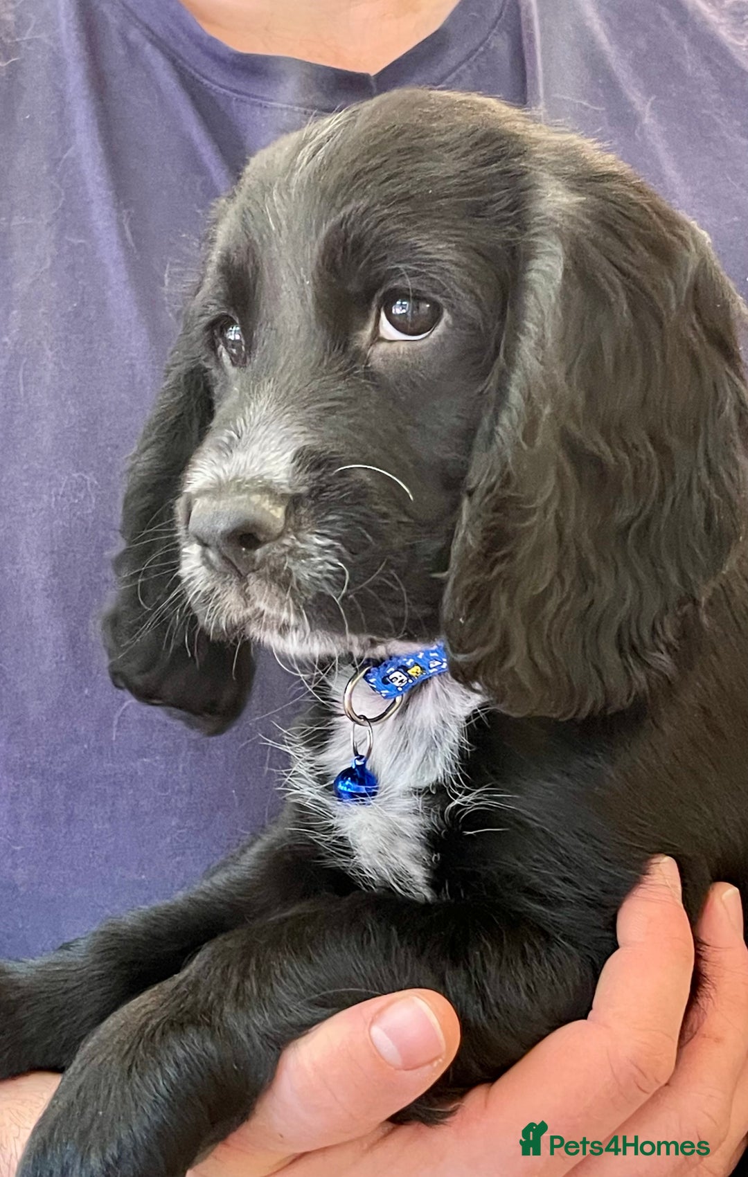 Sprocker dogs for sale: Beautiful Sprocker puppies HEALTH TESTED PARENTS - Image 34