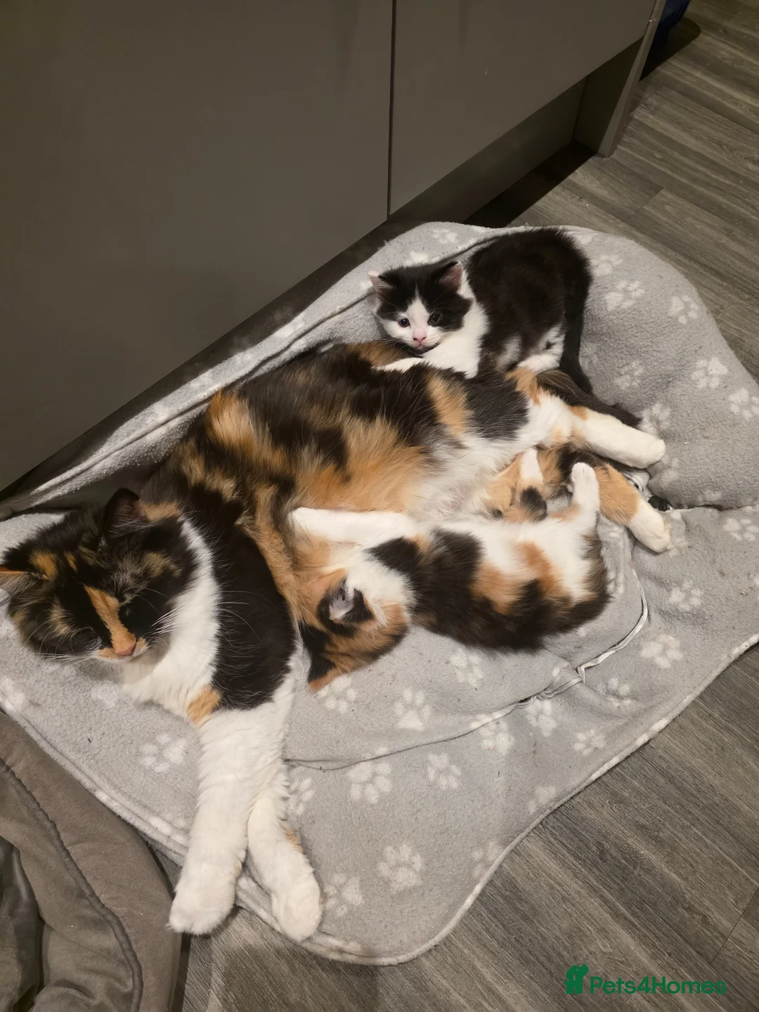 European cats for sale: 2 siblings looking for a forever home - Advert 1