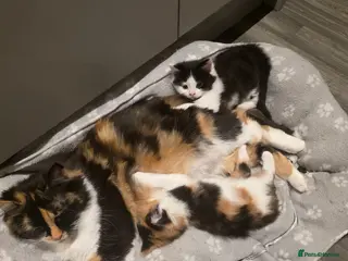 European cats 2 siblings looking for a forever home - Advert 1