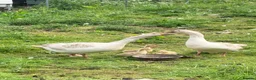Geese poultry for sale: Embden goslings  in Barnsley - Advert 2