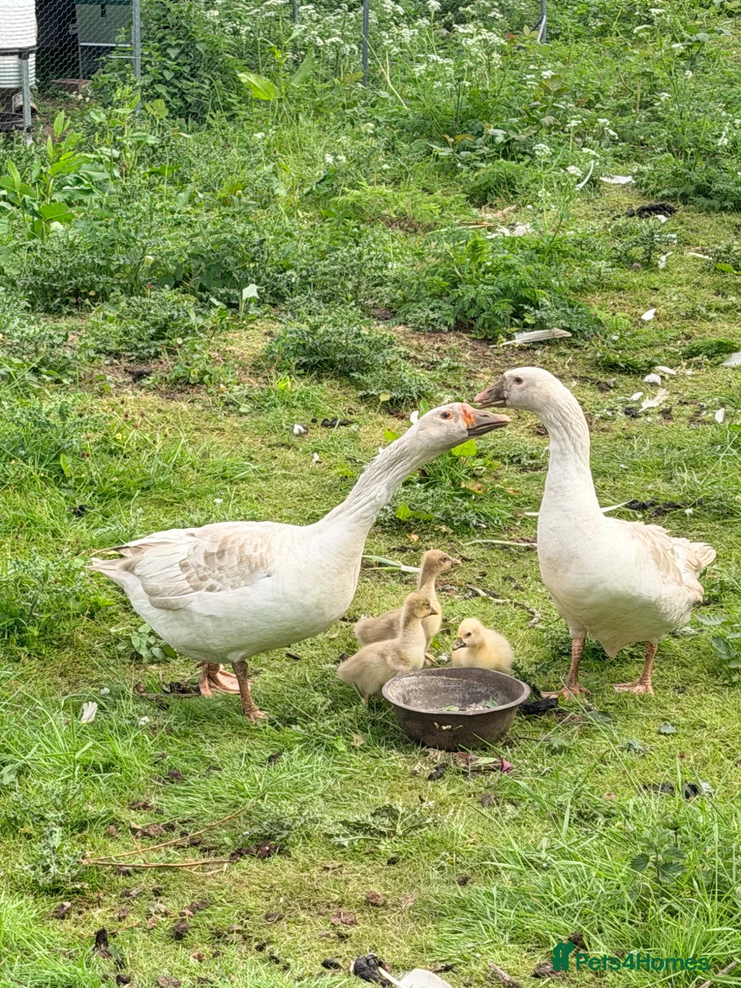 Geese poultry for sale: Embden goslings  in Barnsley - Advert 2